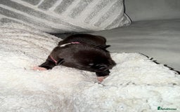 Mixed Breed dogs for sale: Cane corso mix Akita  - Image 18