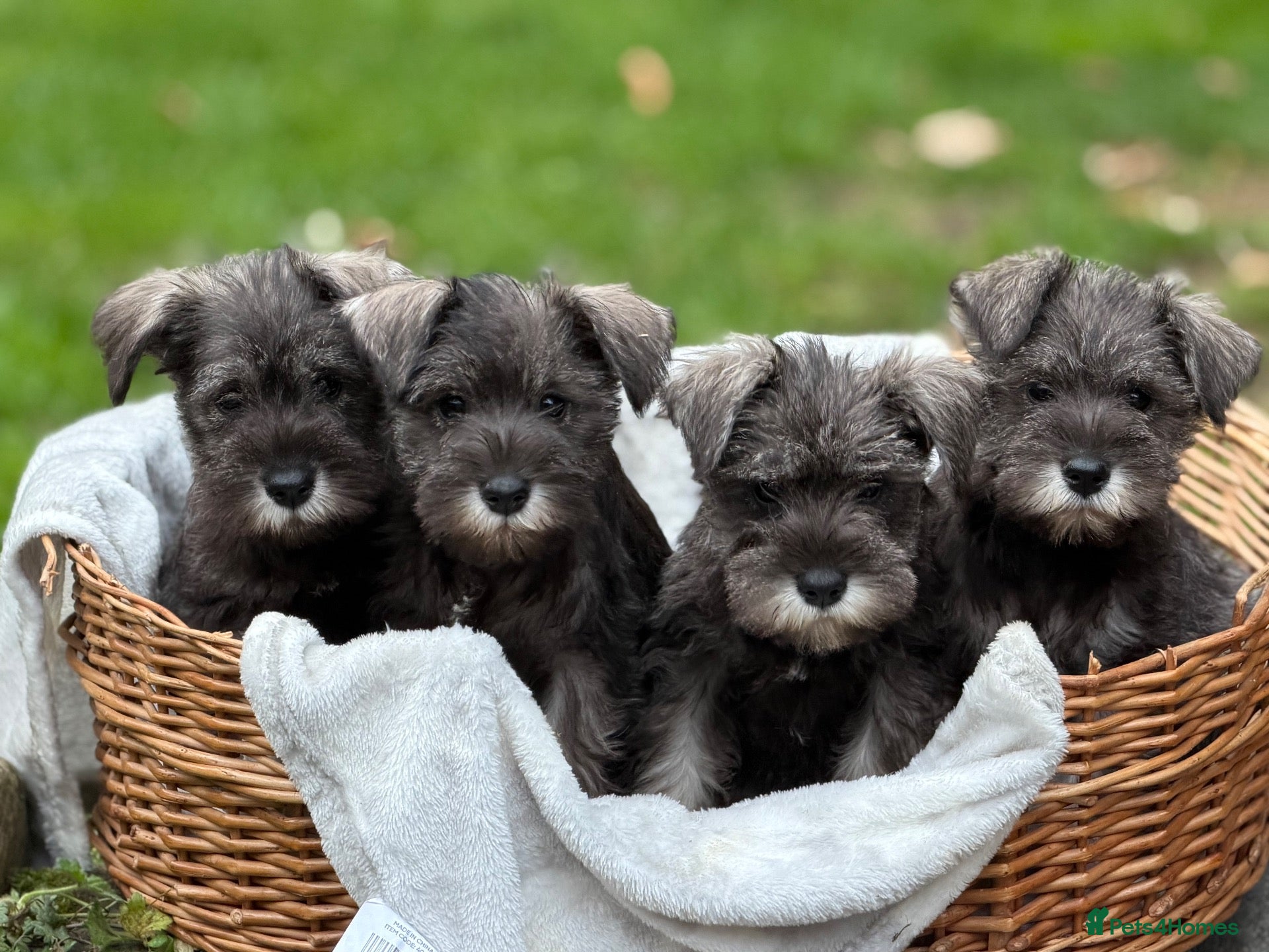 Miniature Schnauzer dogs Gorgeous kc reg miniature schnauzers ready now  - Advert 1