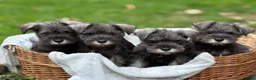 Miniature Schnauzer dogs for sale: Gorgeous kc reg miniature schnauzers ready now  - Advert 1