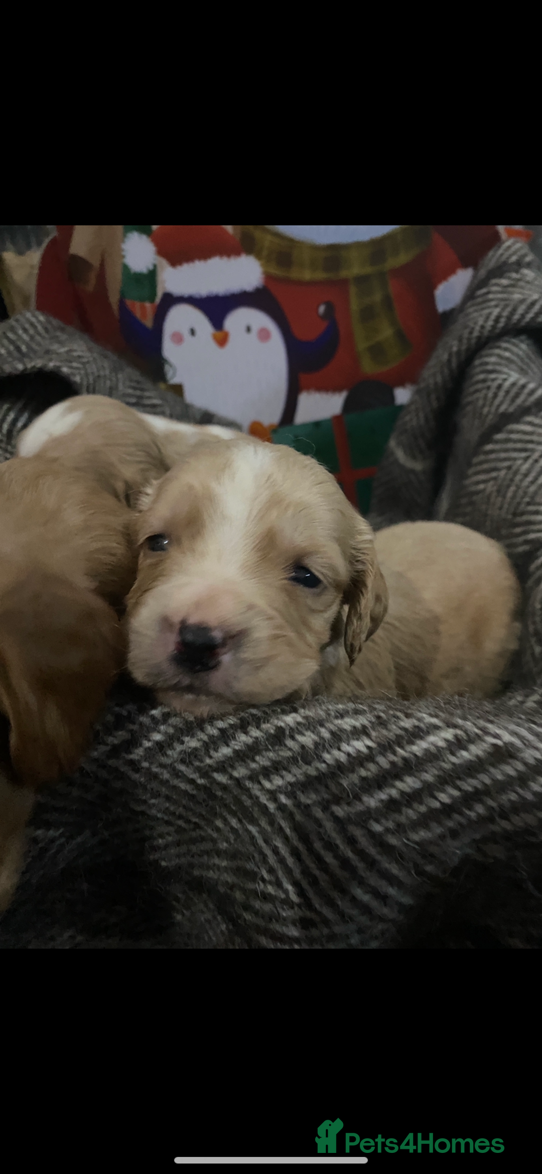 Cocker Spaniel dogs for sale: Cocker spaniel puppies for sale  - Advert 15
