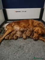 Golden Retriever dogs Fox Red Golden Retriever Puppies – KC Registered - Advert 2