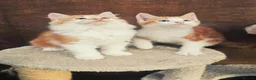 Mixed Breed cats for sale: 2 Ginger Male kittens ready for new home now! in West Drayton - Advert 2