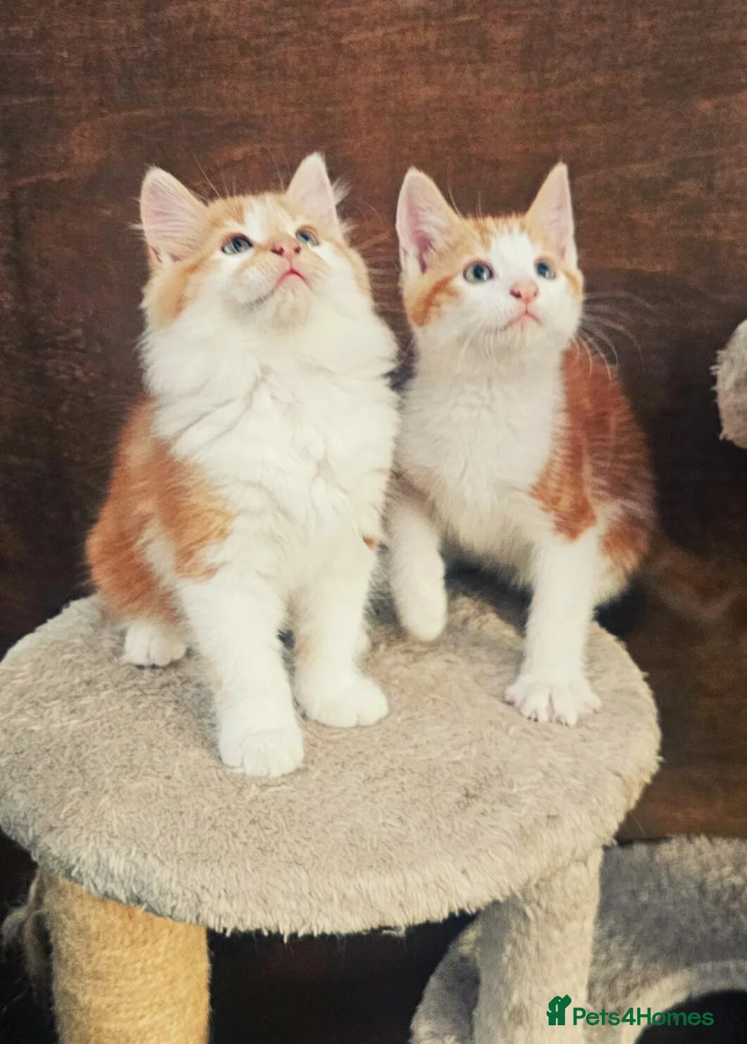 Mixed Breed cats for sale: 2 Ginger Male kittens ready for new home now! in West Drayton - Advert 2