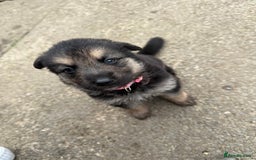 German Shepherd dogs for sale: German shepherd puppies  - Image 4