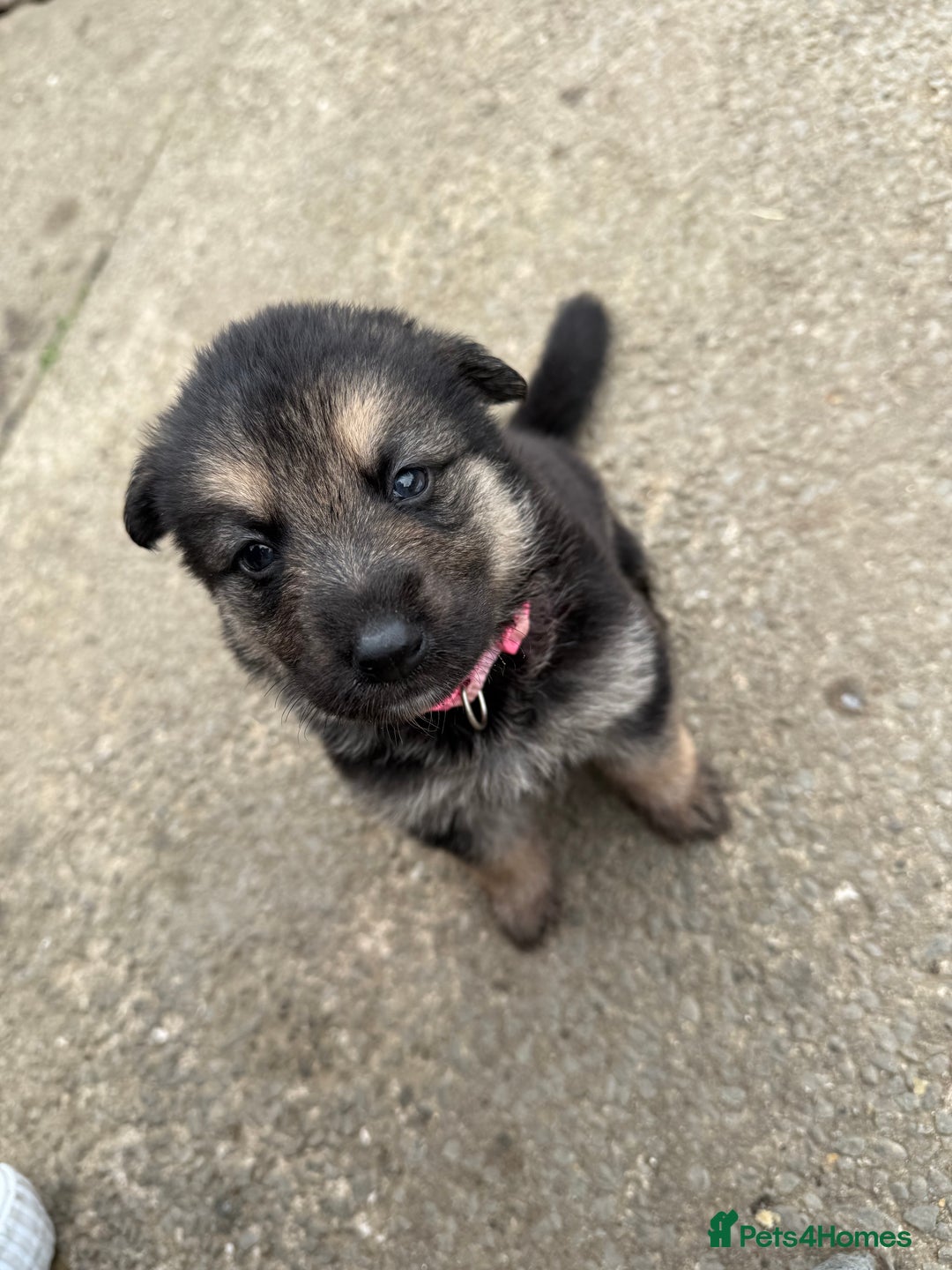 German Shepherd dogs for sale: German shepherd puppies  - Image 4