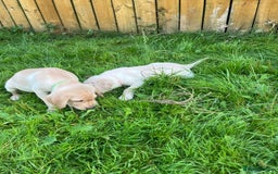 Labrador Retriever dogs for sale: Lovely Labrador pups - Image 18