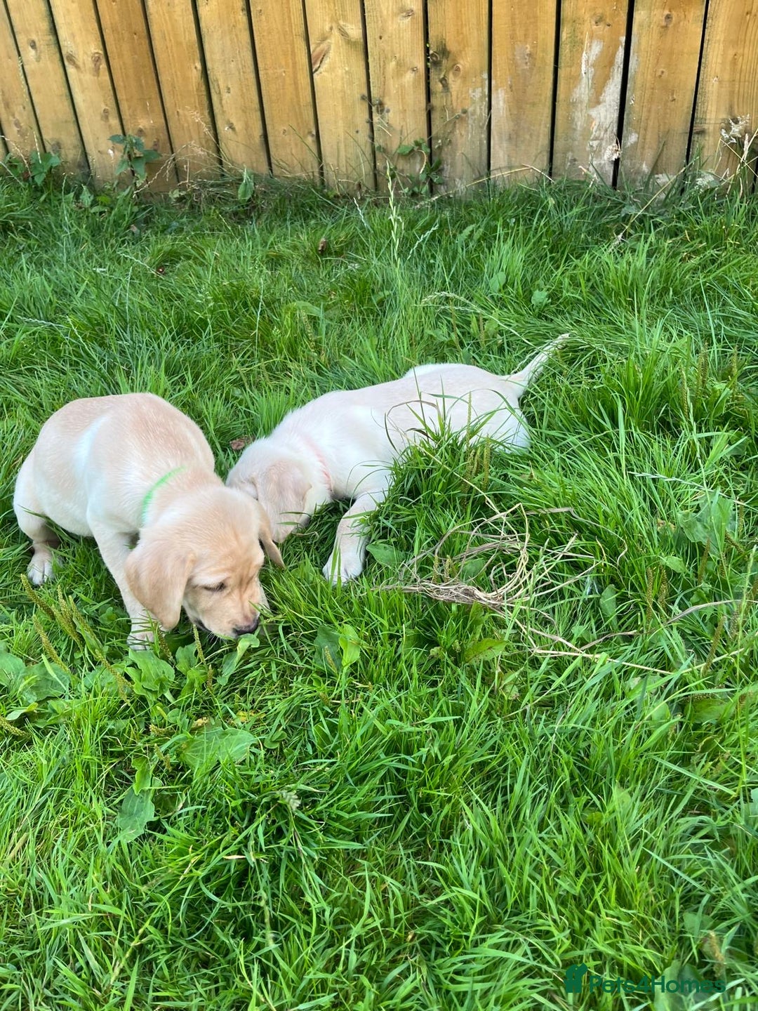 Labrador Retriever dogs for sale: Lovely Labrador pups - Image 18