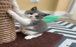 British Shorthair cats for sale: Champion Bloodlines British Shorthair kitten - Image 1