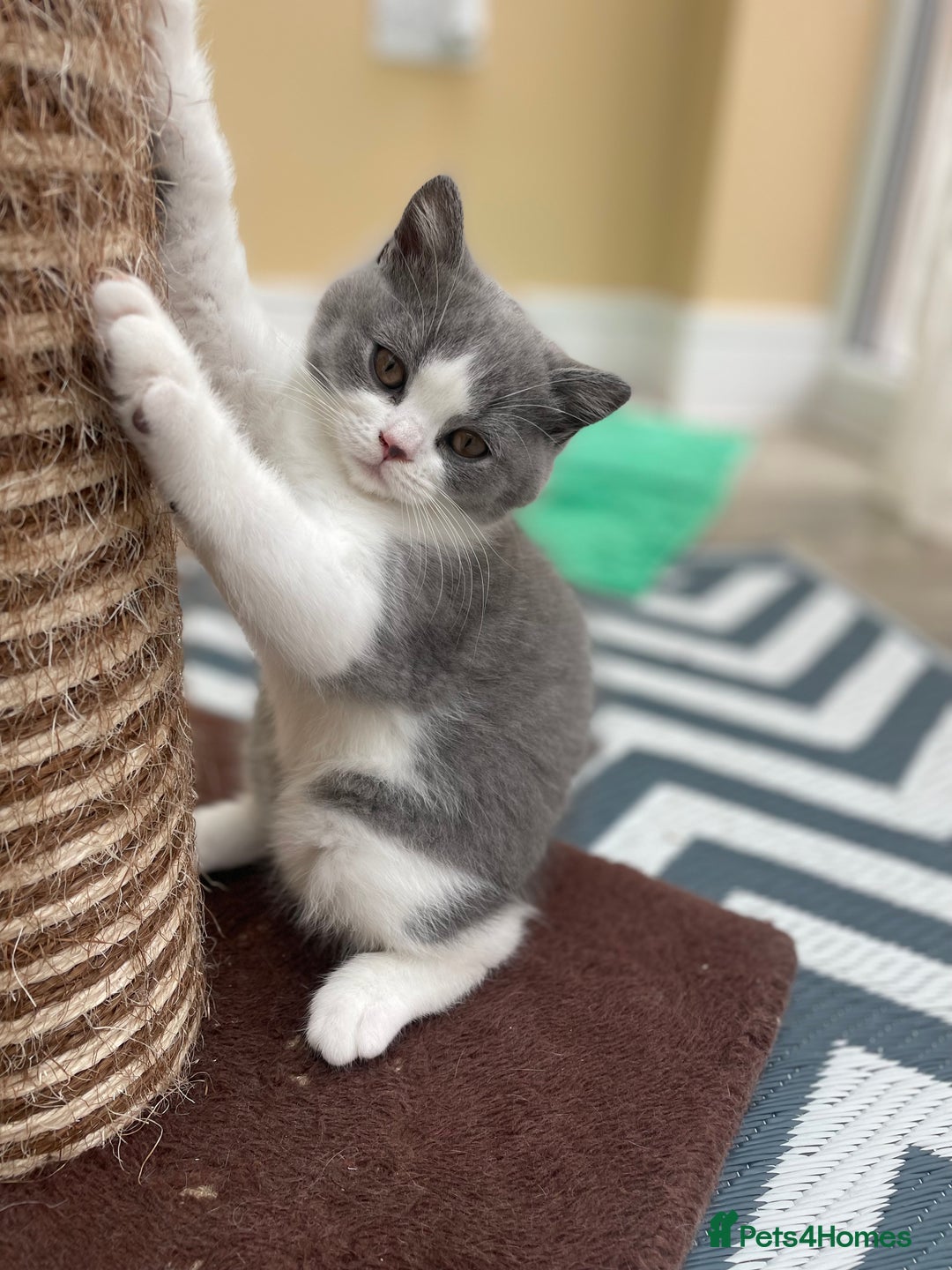 British Shorthair cats for sale: Champion Bloodlines British Shorthair kitten - Image 1