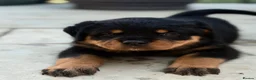 Rottweiler dogs for sale: ⭐️4 Rottweiler Boys For Sale ⭐️ - Advert 10
