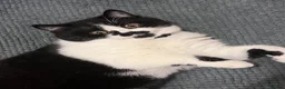 British Shorthair cats for sale: Black and white girl - Advert 6