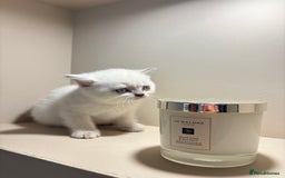British Shorthair cats for sale: British Shorthair Kittens - Image 3