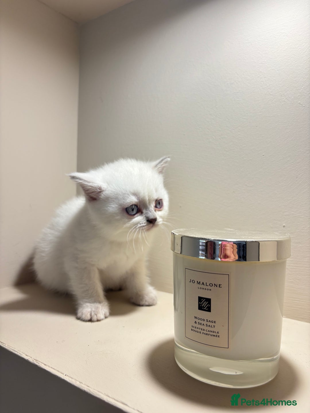 British Shorthair cats for sale: British Shorthair Kittens - Image 3