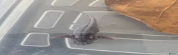 Axolotl reptiles for sale: Juvenile axolotls - axanthic and albino axanthic  - Advert 7