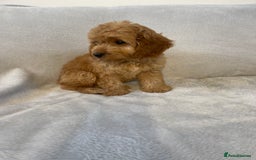 Cockapoo dogs for sale: 1 outstanding boy available  - Image 9