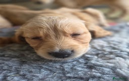 Golden Retriever dogs for sale: 🧡Beautiful Red Working golden retriever puppies🧡 - Image 15