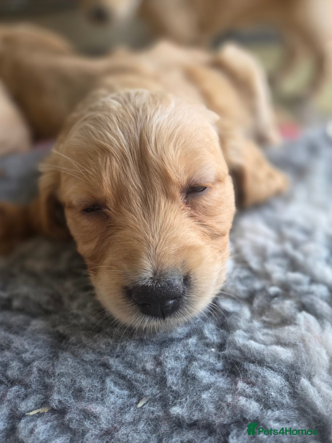 Golden Retriever dogs for sale: 🧡Beautiful Red Working golden retriever puppies🧡 - Image 15