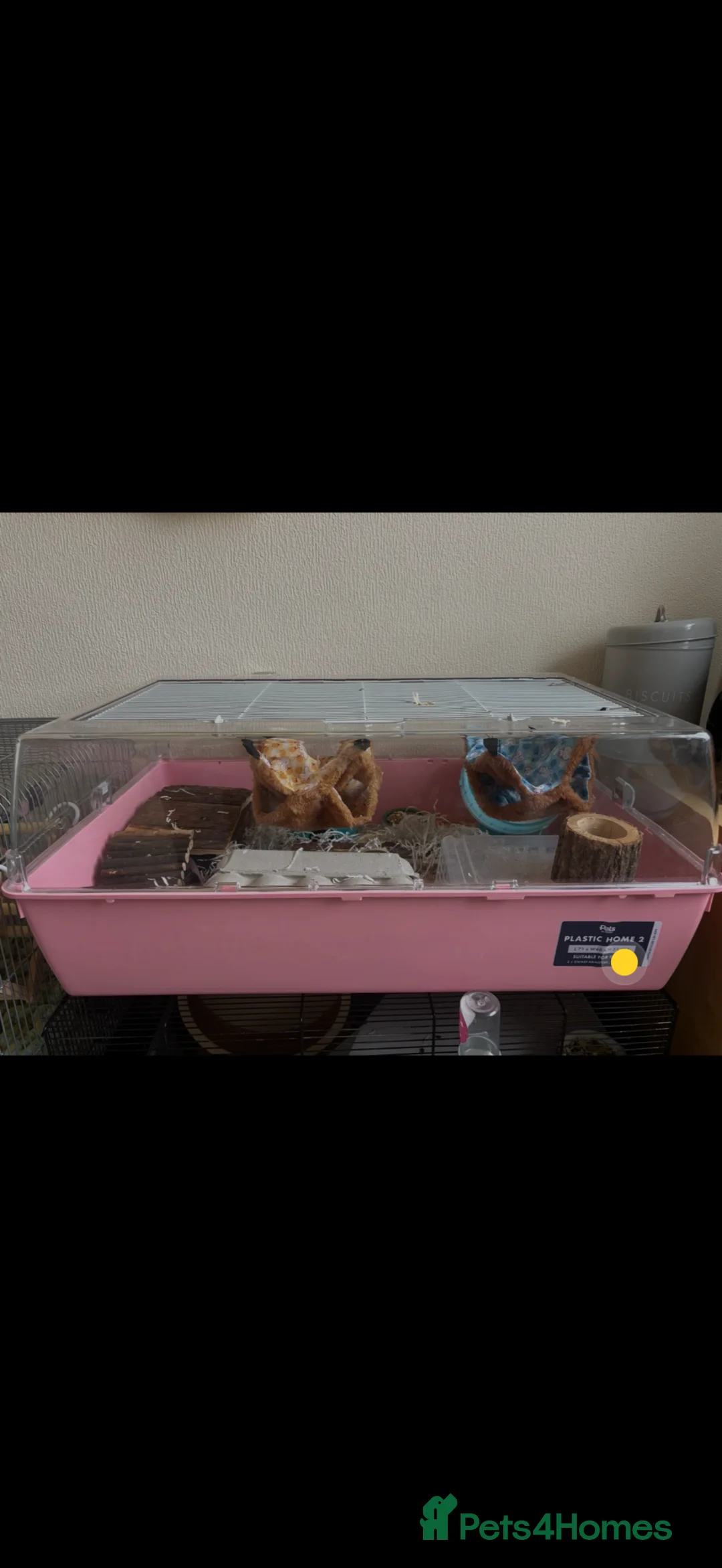 Mouse rodents for sale: 4 female mice  - Advert 4