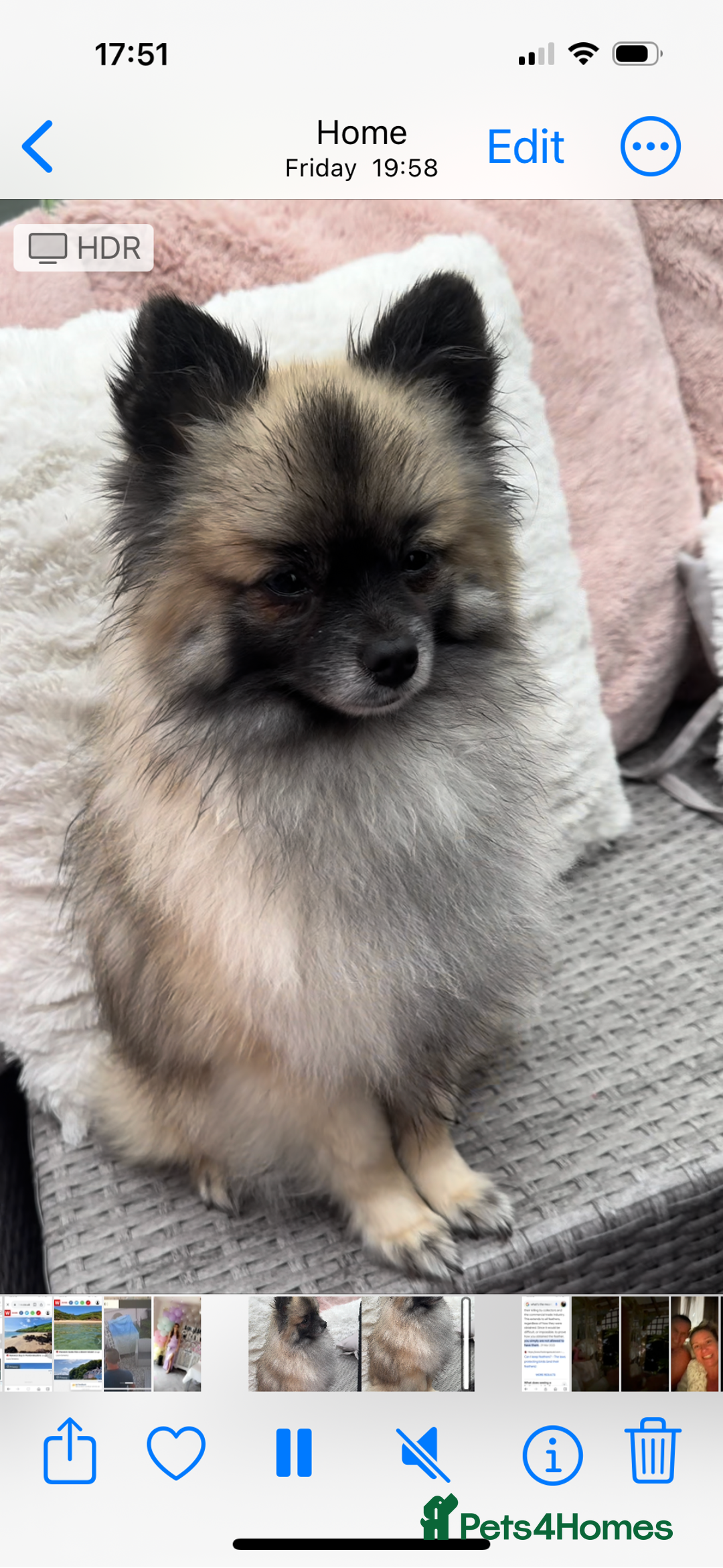 Pomeranian dogs for stud: 2kg, KC Registered, Proven, Pomeranian  in Cardiff - Advert 20