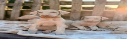 Dobermann dogs for sale: Exceptional White & Cream Doberman Puppies - Advert 35