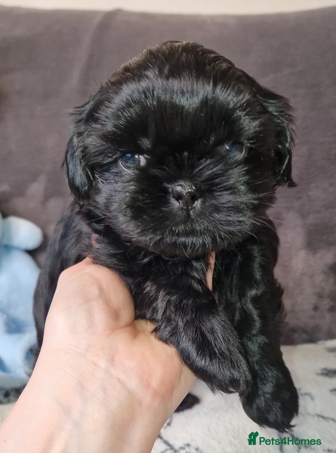 Shih Tzu dogs for sale: Imperial shihtzu x Shihtzu/Biewer - Advert 9