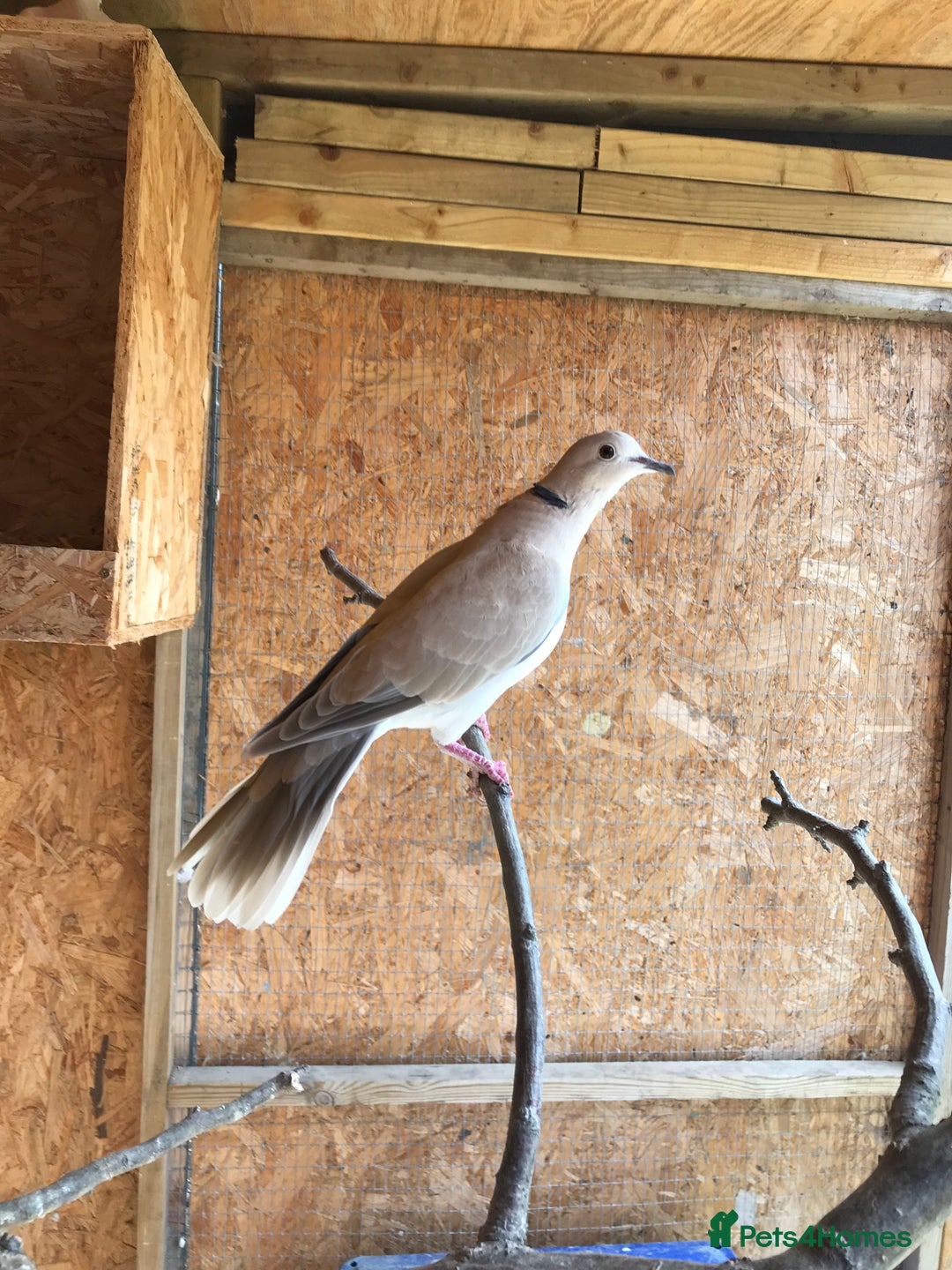Doves birds for sale: Ring neck doves - Image 1
