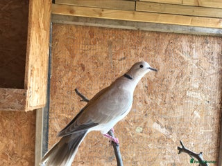 Doves birds - Advert 3