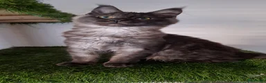 Maine Coon Kitten 4