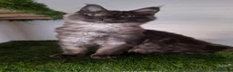 Maine Coon cats for sale: Tica register Maine Coon kittens  - Advert 11