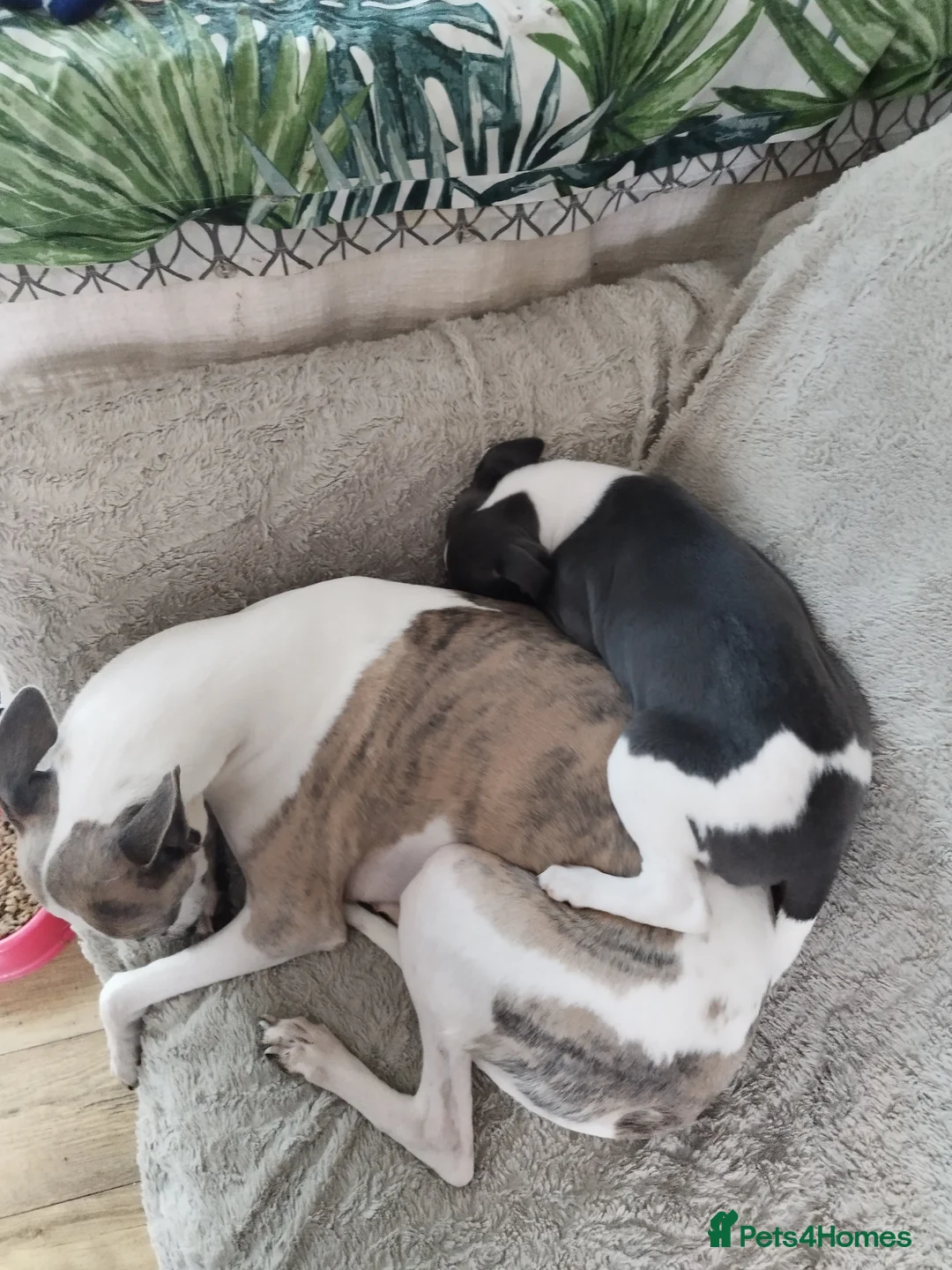 Whippet dogs for sale: Beautiful KC registered whippet puppies  - Advert 10