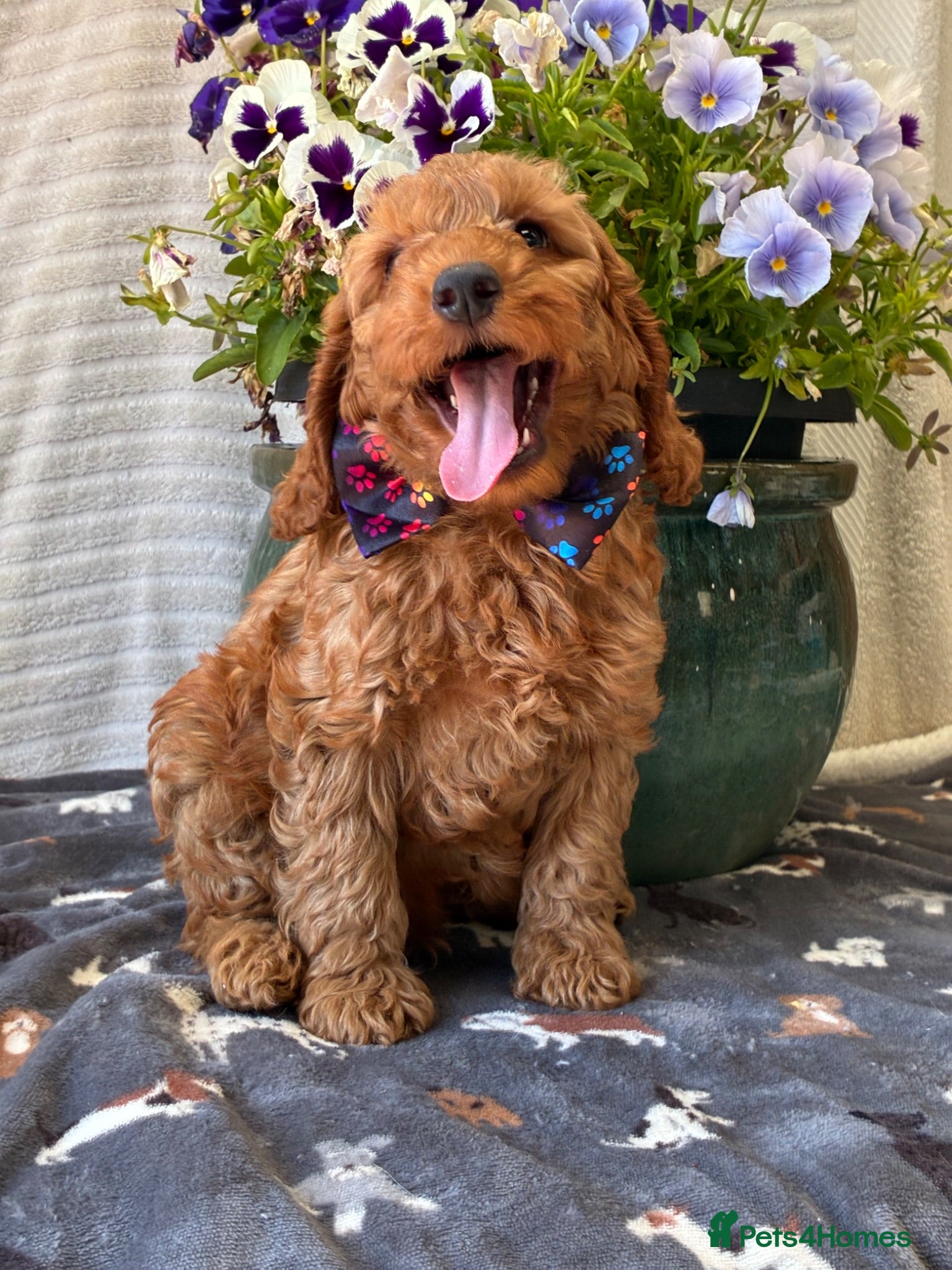 Cockapoo dogs 2 F1b BOYS COCKAPOO PUPPIES AVAILABLE!  - Advert 1