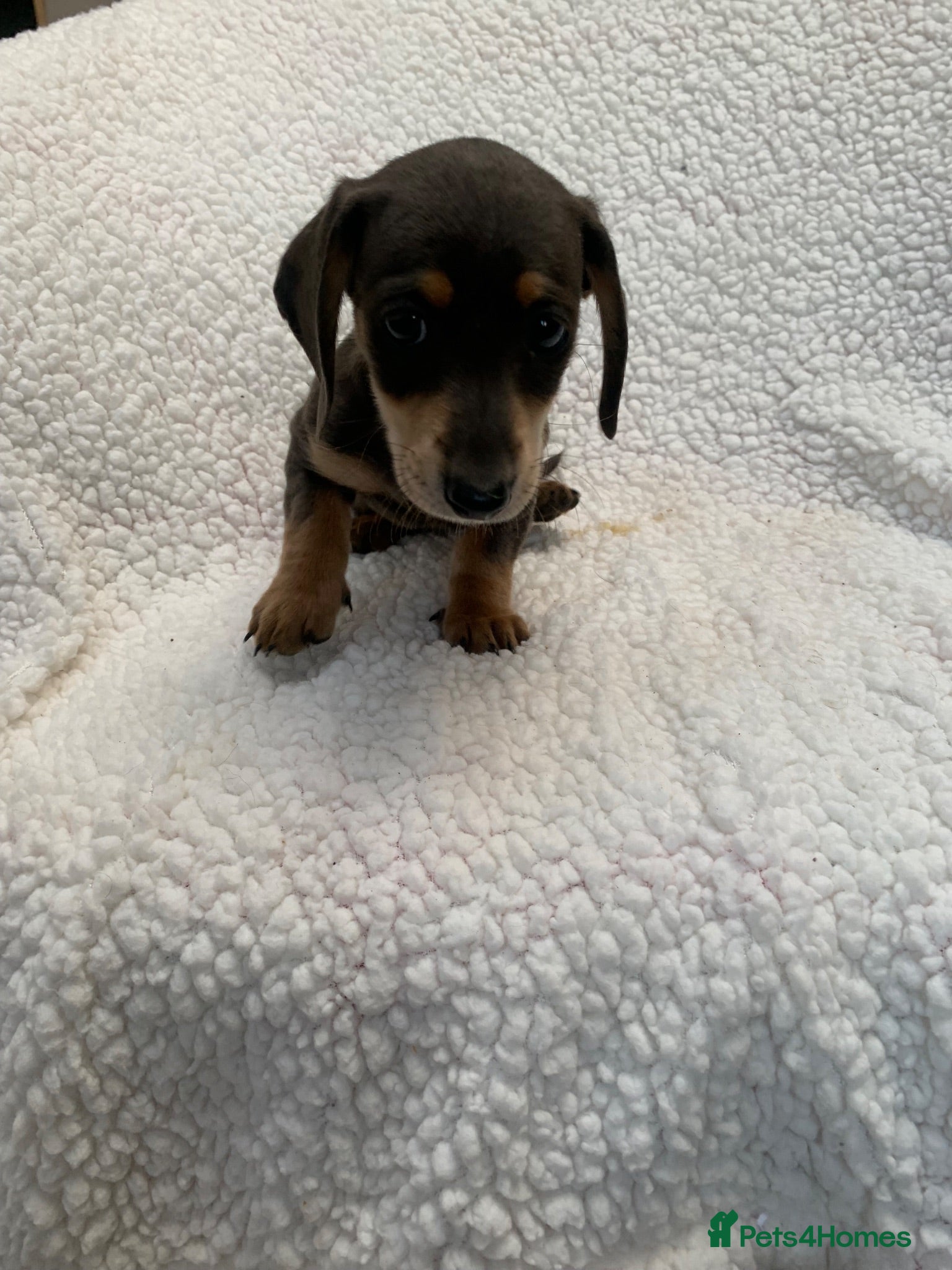 Miniature Dachshund dogs ****mini dachshunds *** - Advert 2