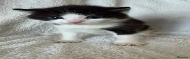 Kitten Two
