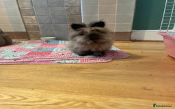 Lionhead rabbits for sale: 2 lionhead bunnies to be rehomed - Advert 4