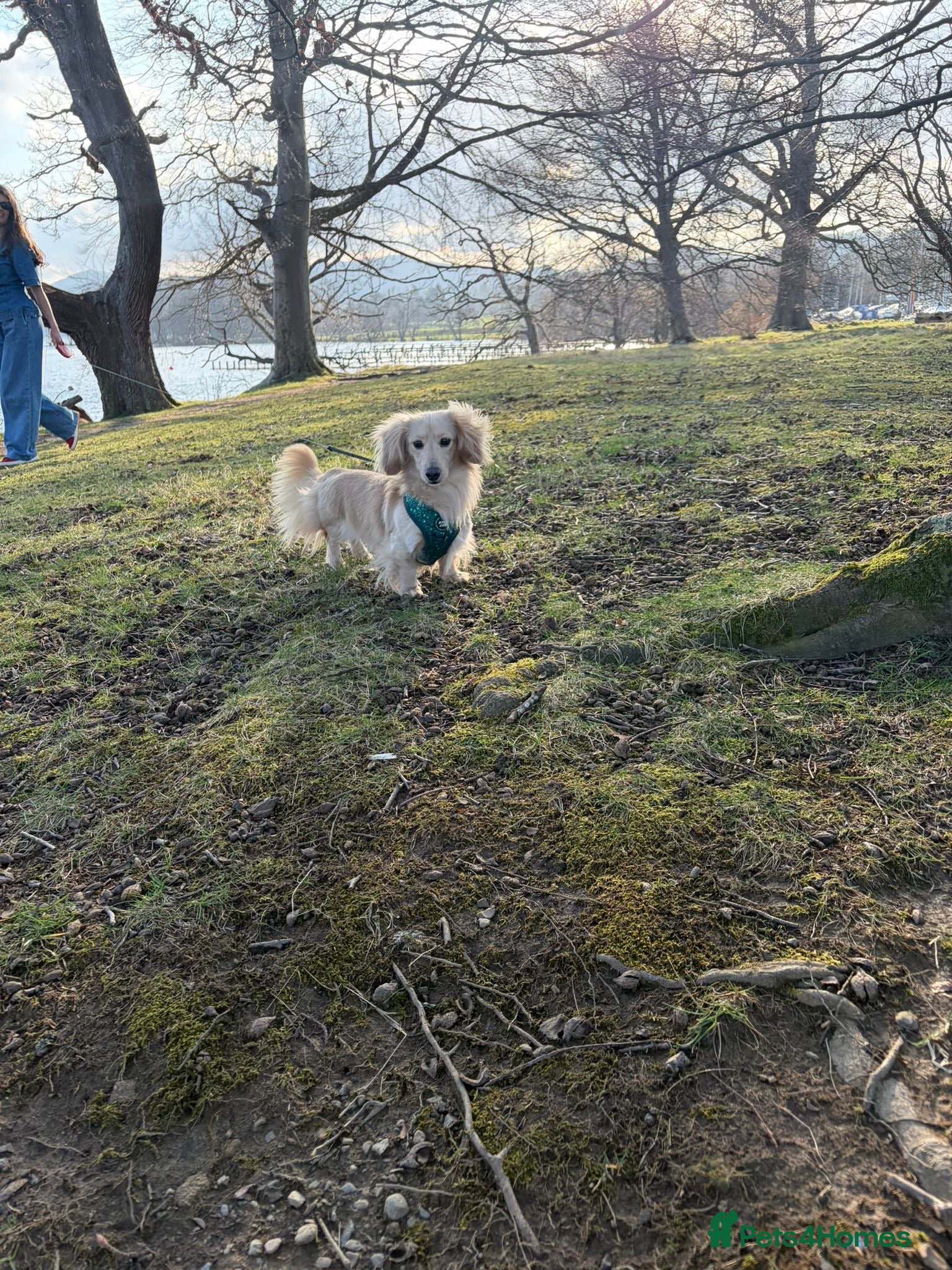 Miniature Dachshund dogs for stud: Outstanding Long Coat Cream Dachshund For Stud! - Advert 2