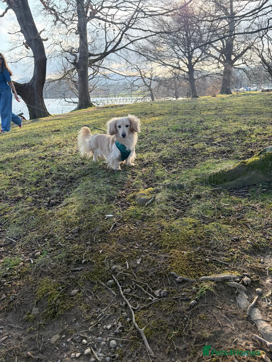 Miniature Dachshund dogs for stud: Outstanding Long Coat Cream Dachshund For Stud! - Advert 1