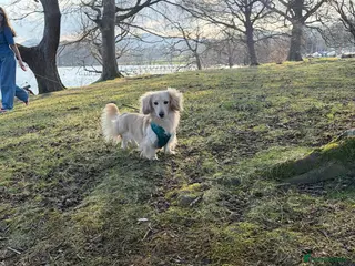 Miniature Dachshund dogs for stud: Outstanding Long Coat Cream Dachshund For Stud! - Advert 2