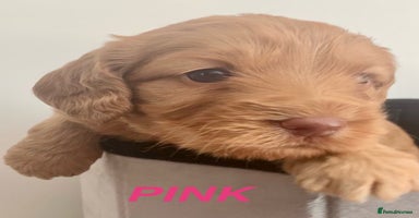 Cockapoo dogs - Advert 11