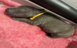 Staffordshire Bull Terrier dogs for sale: BEAUTIFUL BLUE STAFFY PUPPYS FOR SALE!!! - Image 5