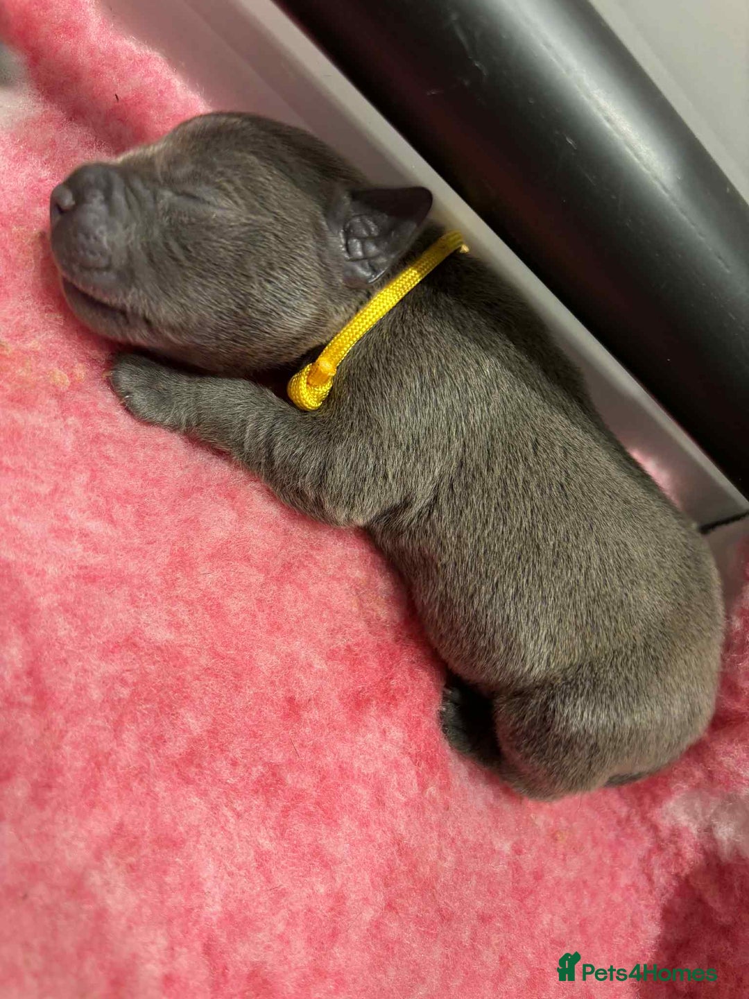 Staffordshire Bull Terrier dogs for sale: BEAUTIFUL BLUE STAFFY PUPPYS FOR SALE!!! - Image 5