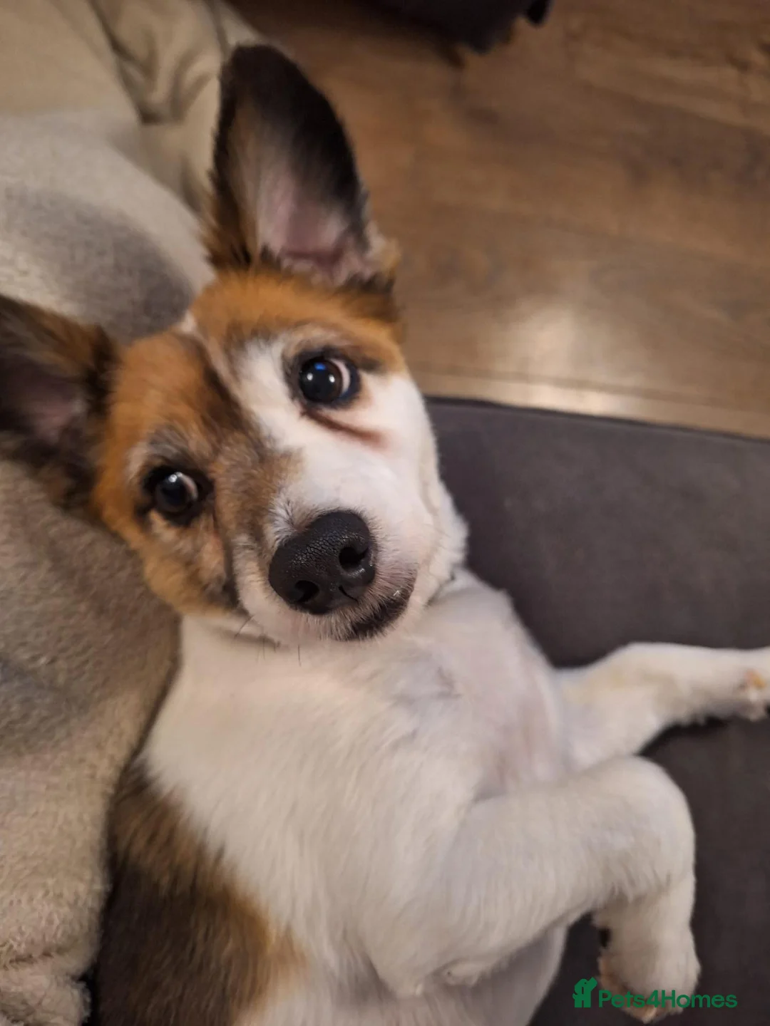 Mixed Breed dogs for sale: Old Man Blake - Advert 2