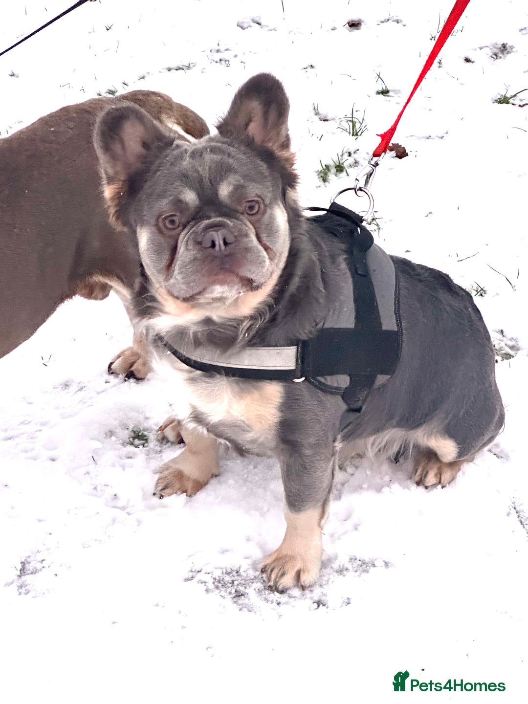 French Bulldog dogs for stud: Gizmo  - Advert 3