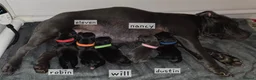 Staffordshire Bull Terrier dogs for sale: Stanning staffordshire bull terriers - Advert 1
