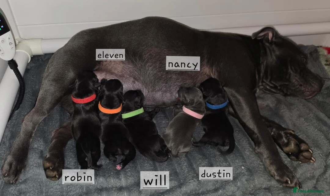 Staffordshire Bull Terrier dogs for sale: Stanning staffordshire bull terriers - Advert 1