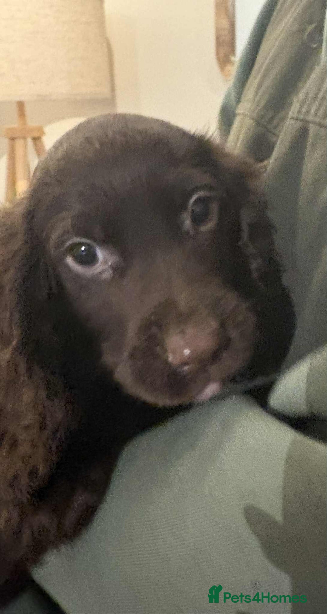 Cocker Spaniel dogs for sale: Beautiful Cocker Spaniel Puppies  - Advert 4