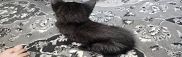 Mixed Breed cats for sale: A beautiful litter of 4 kittens - Advert 28