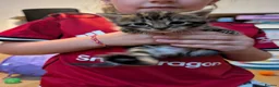 Mixed Breed cats for sale: Mixed Maine Coon Kittens  - Advert 7