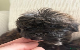 Mixed Breed dogs for sale: Shih-Poo or Shoodle - Image 13