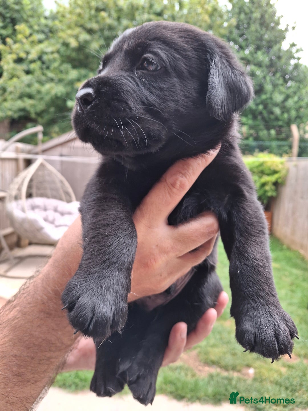 Labrador Retriever dogs for sale: six boys and six girls - Image 9