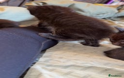 Bengal cats for sale: Kittens - Image 3